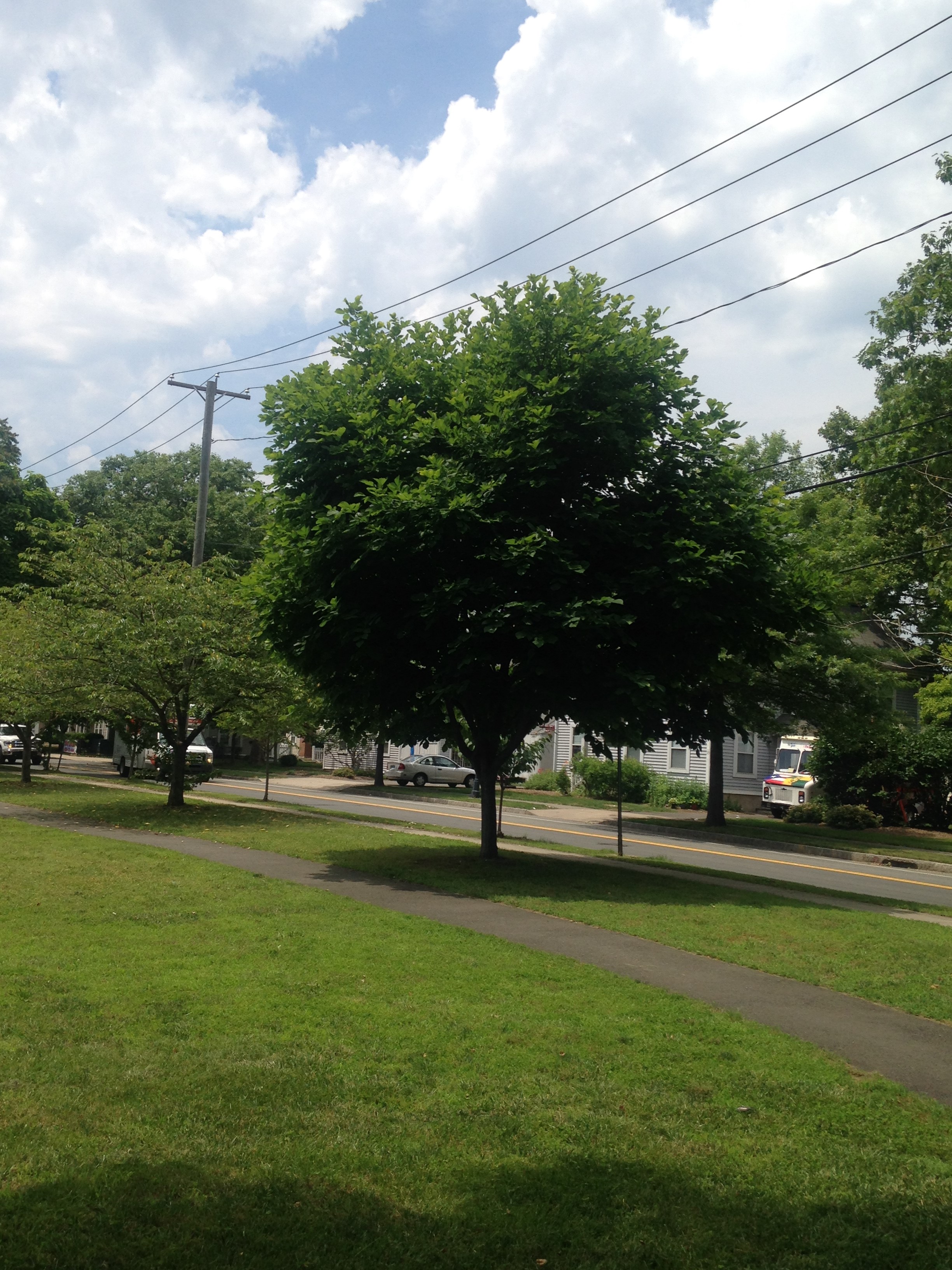 Tree at Ashmun and Webster St